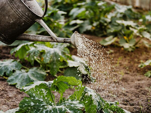 Gardening